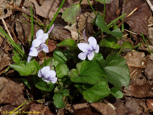 {Viola rostrata}